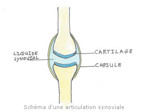 craquement articulaire